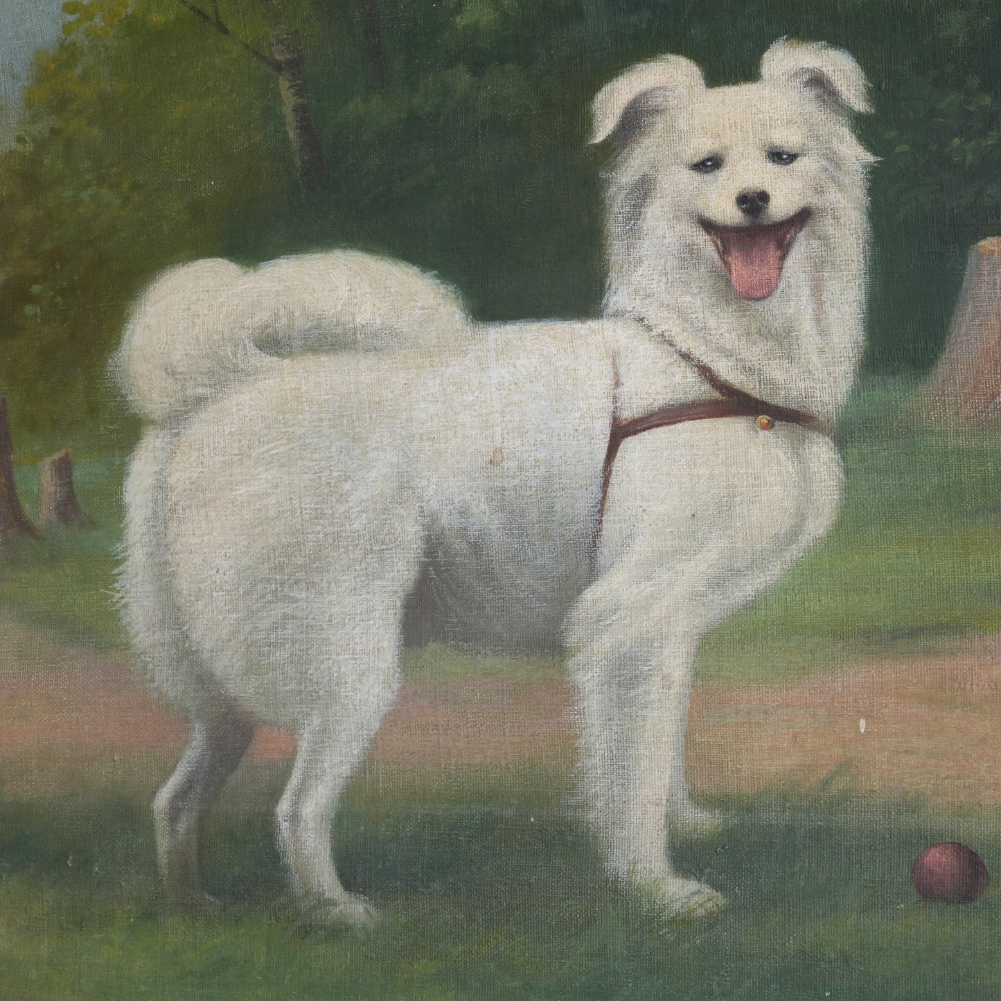 Portrait of a White Spitz-Type Dog / Hameau, (1951)