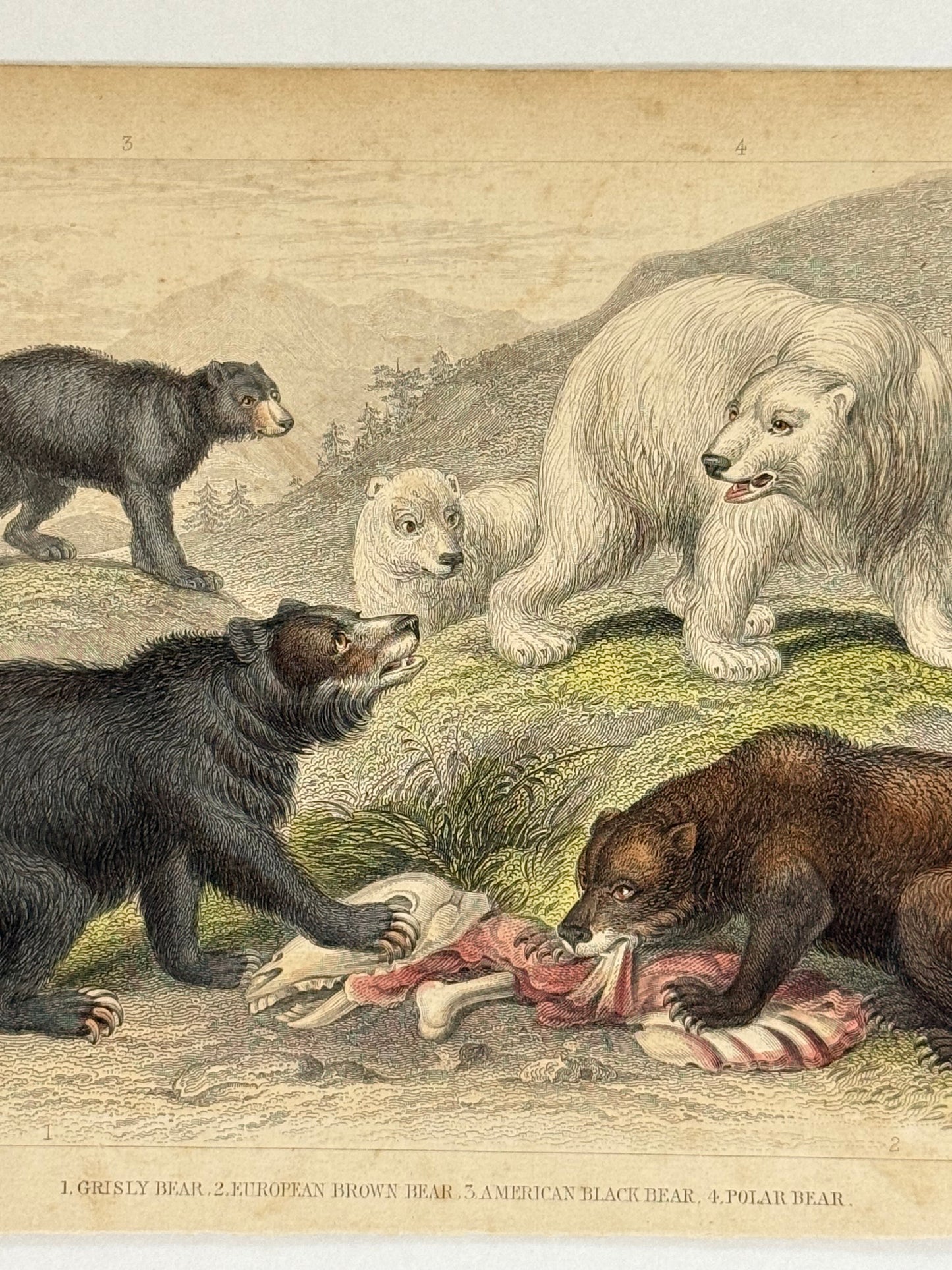 Plate 48 - Grisly Bear, European Brown Bear, Polar Bear - Earth and Animated Nature by Oliver Goldsmith Engraving