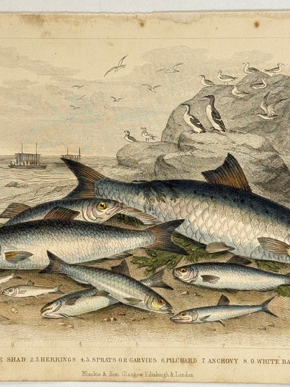 Plate 66 - Shad, Herrings, White Bait - Earth and Animated Nature by Oliver Goldsmith Engraving