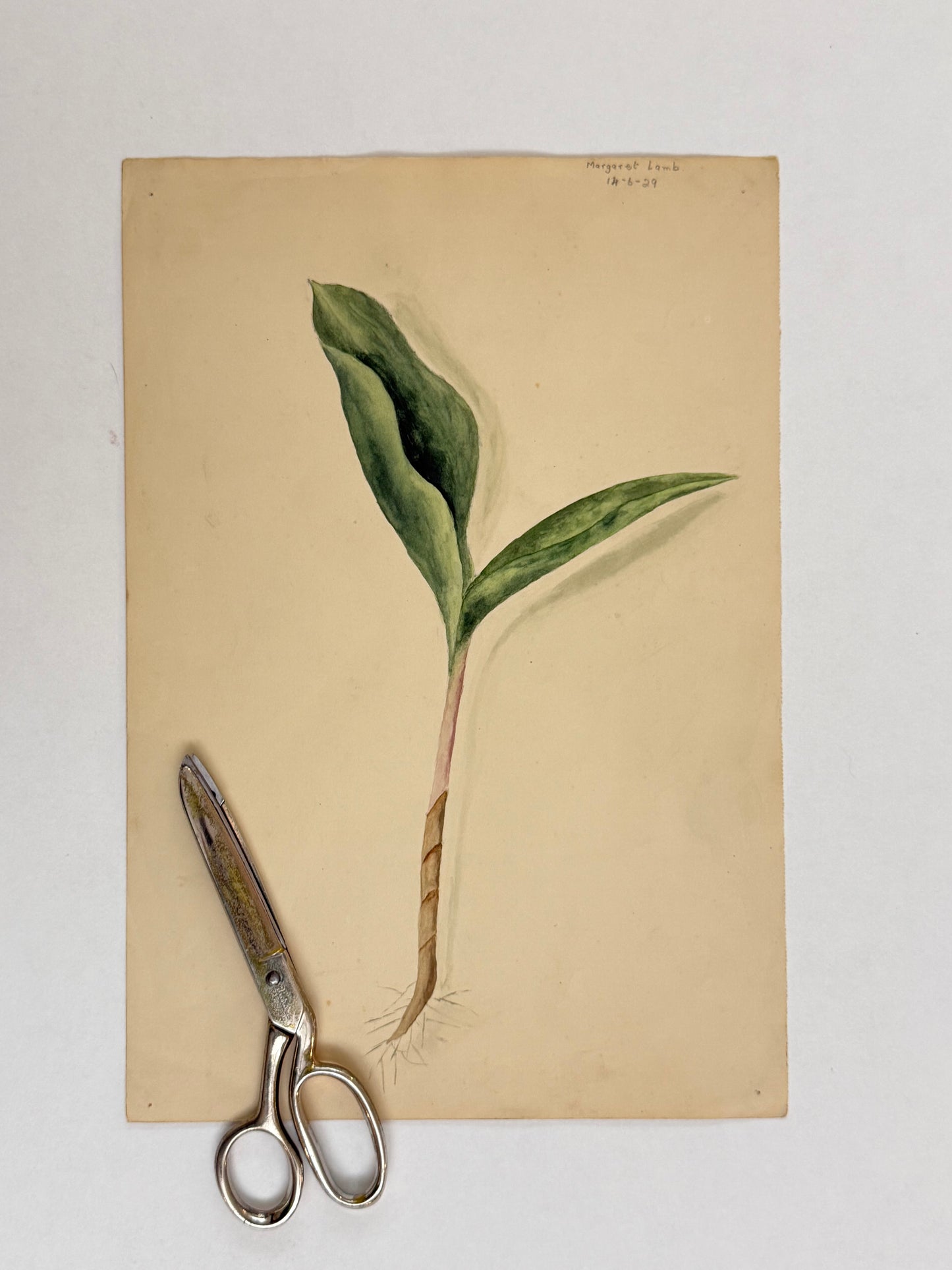 Wild Leek -MARGARET LAMB | 1929