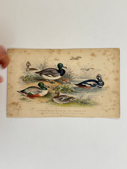 Plate 64 - Teal, Duck, Pochard - Earth and Animated Nature by Oliver Goldsmith Engraving