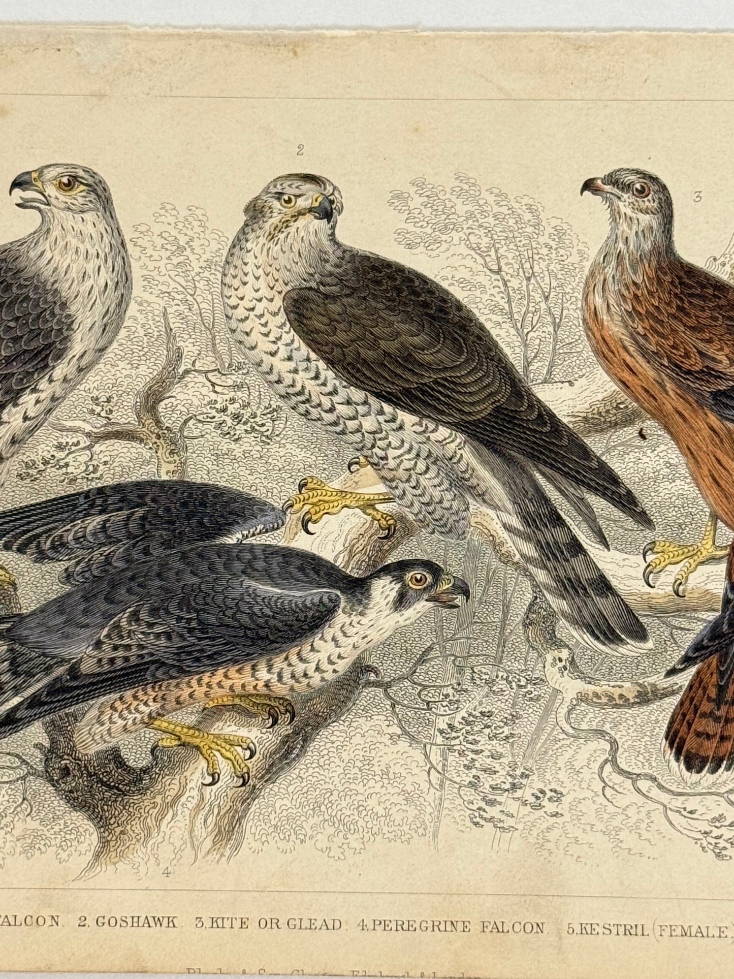 Plate 52 - Falcons and Kestrel - Earth and Animated Nature by Oliver Goldsmith Engraving