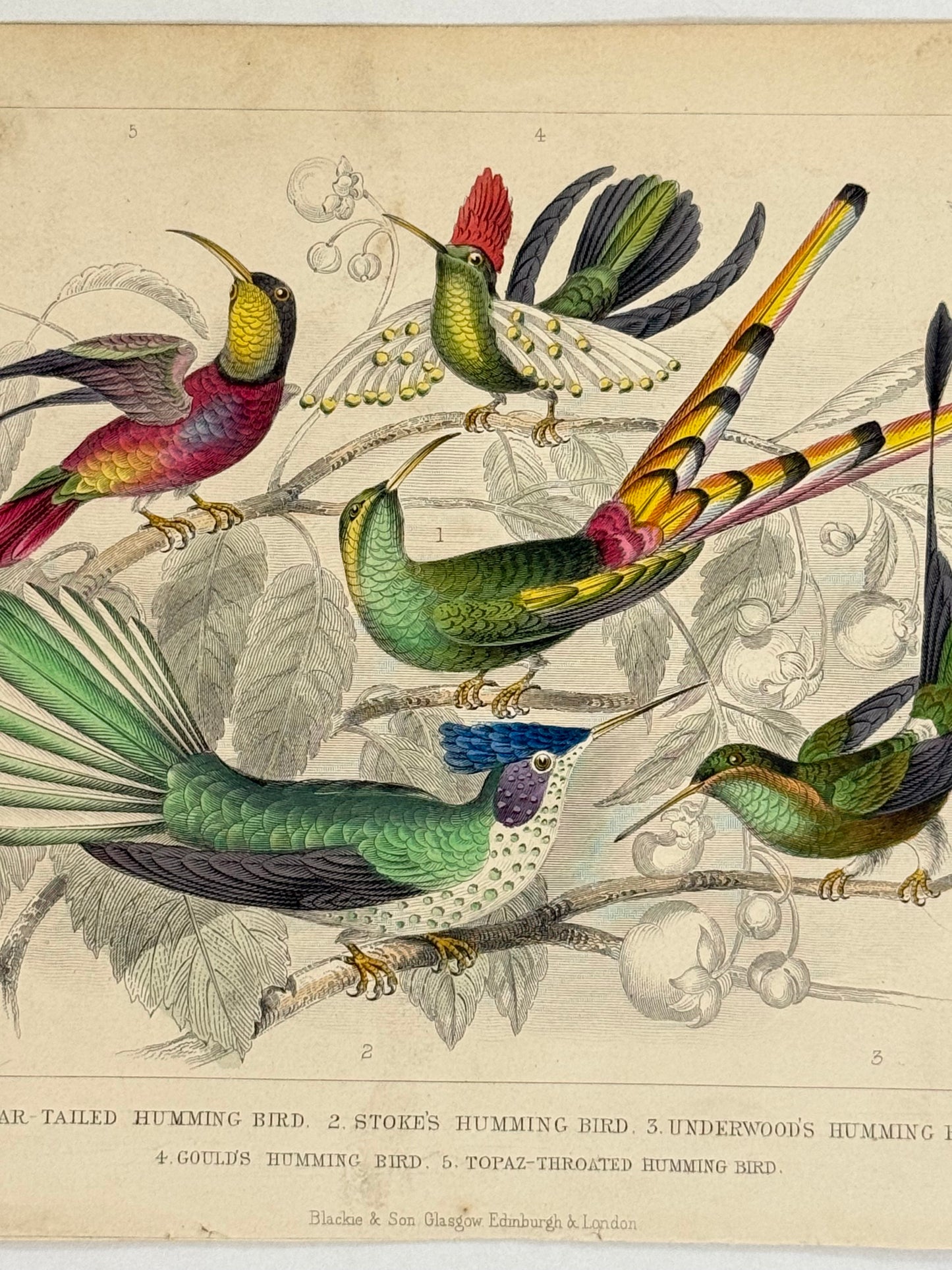 Plate 60 - Humming Birds - Earth and Animated Nature by Oliver Goldsmith Engraving