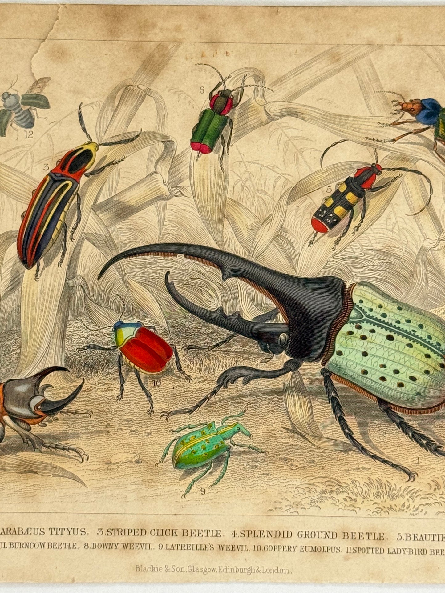 Plate 71 - Beetles - Earth and Animated Nature by Oliver Goldsmith Engraving
