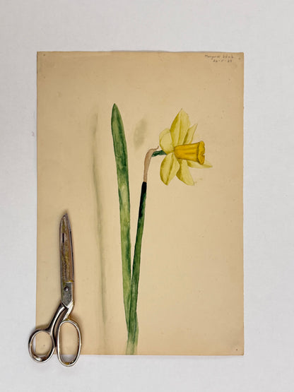 Daffodil -MARGARET LAMB | 1929