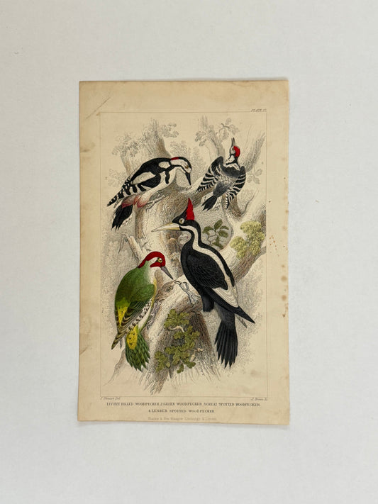 Plate 57 - Woodpeckers - Earth and Animated Nature by Oliver Goldsmith Engraving