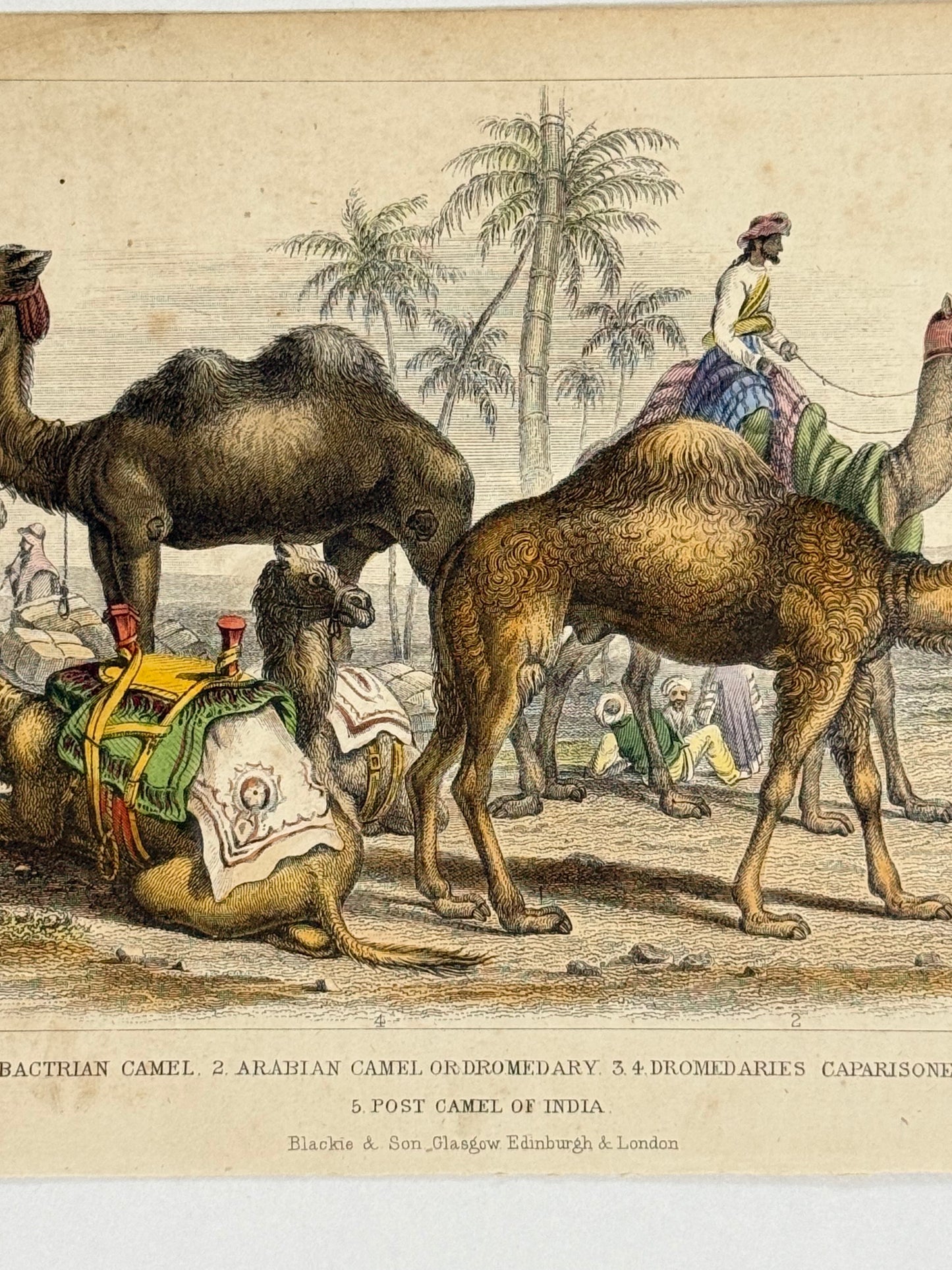 Plate 47 - Camels - Earth and Animated Nature by Oliver Goldsmith Engraving