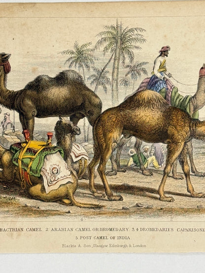Plate 47 - Camels - Earth and Animated Nature by Oliver Goldsmith Engraving