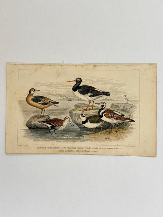 Plate 62 - Oyster Catcher, Grey Phalarope - Earth and Animated Nature by Oliver Goldsmith Engraving