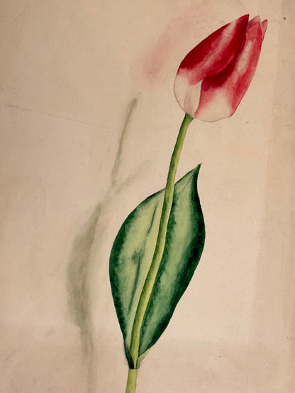 Tulip -MARGARET LAMB
