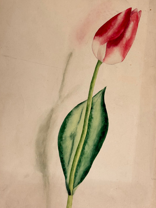 Tulip -MARGARET LAMB