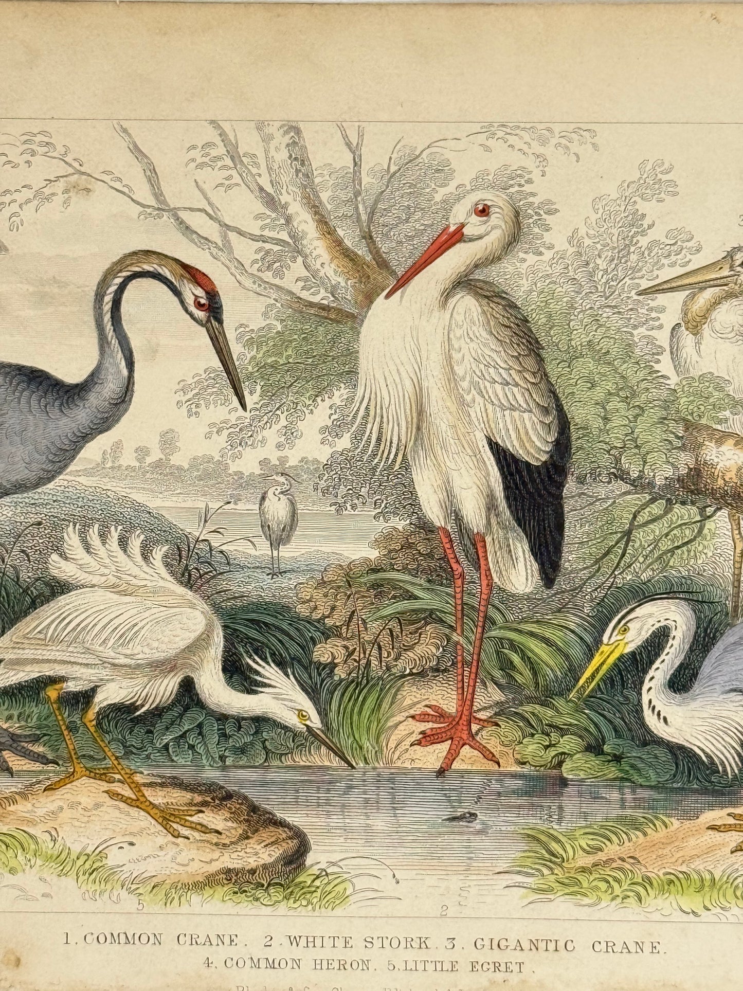 Plate 61 - Crane, Stork, Heron - Earth and Animated Nature by Oliver Goldsmith Engraving