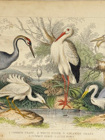 Plate 61 - Crane, Stork, Heron - Earth and Animated Nature by Oliver Goldsmith Engraving