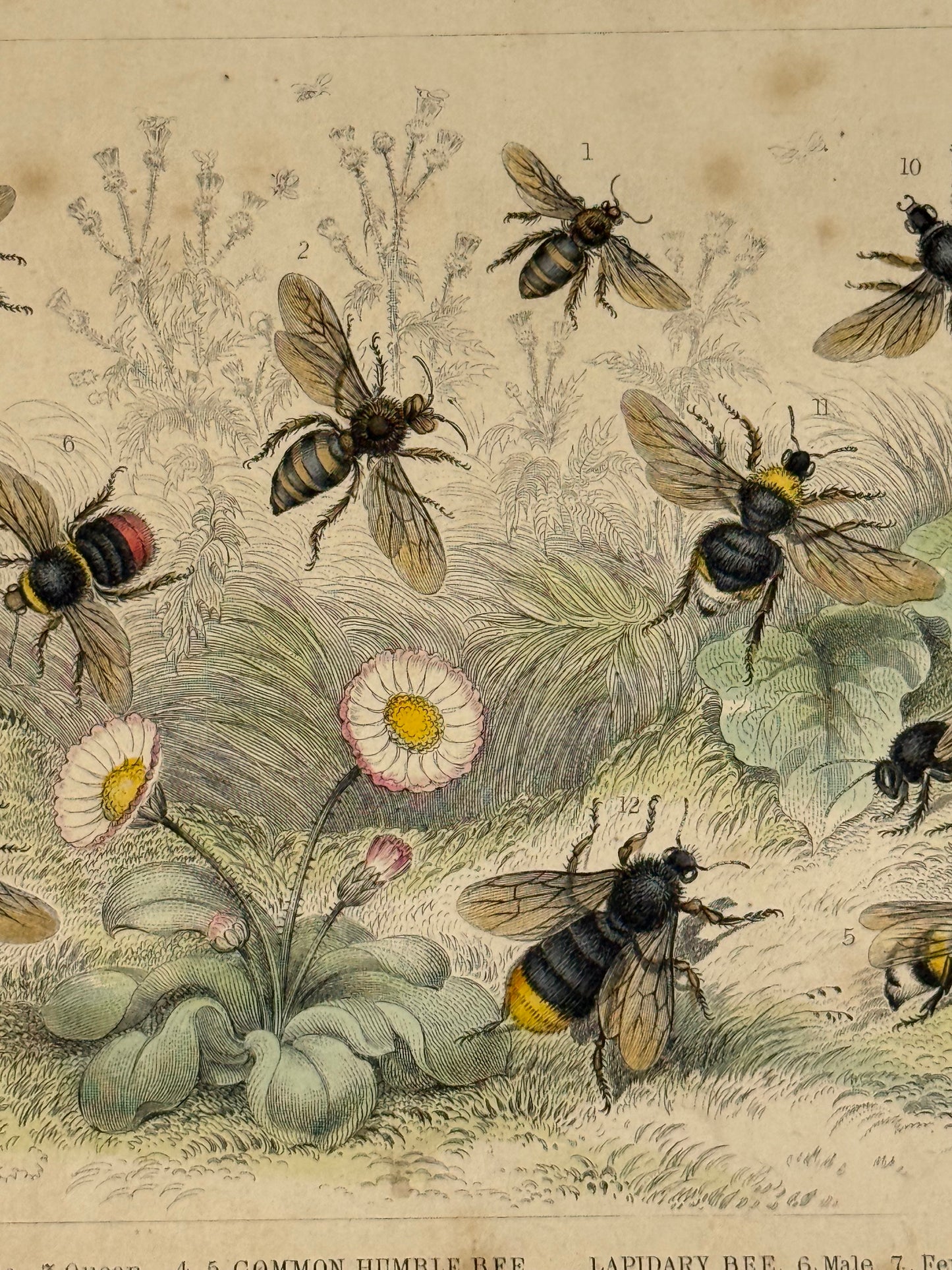 Plate 70 - Honey Bee, Humble Bee, Lapidary Bee - Earth and Animated Nature by Oliver Goldsmith Engraving