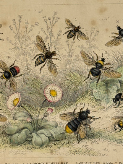 Plate 70 - Honey Bee, Humble Bee, Lapidary Bee - Earth and Animated Nature by Oliver Goldsmith Engraving