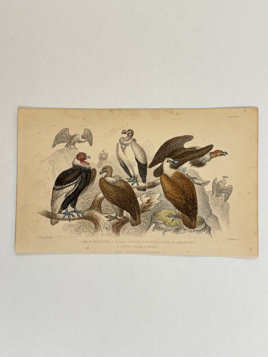 Plate 51 - Vultures and Condor - Earth and Animated Nature by Oliver Goldsmith Engraving