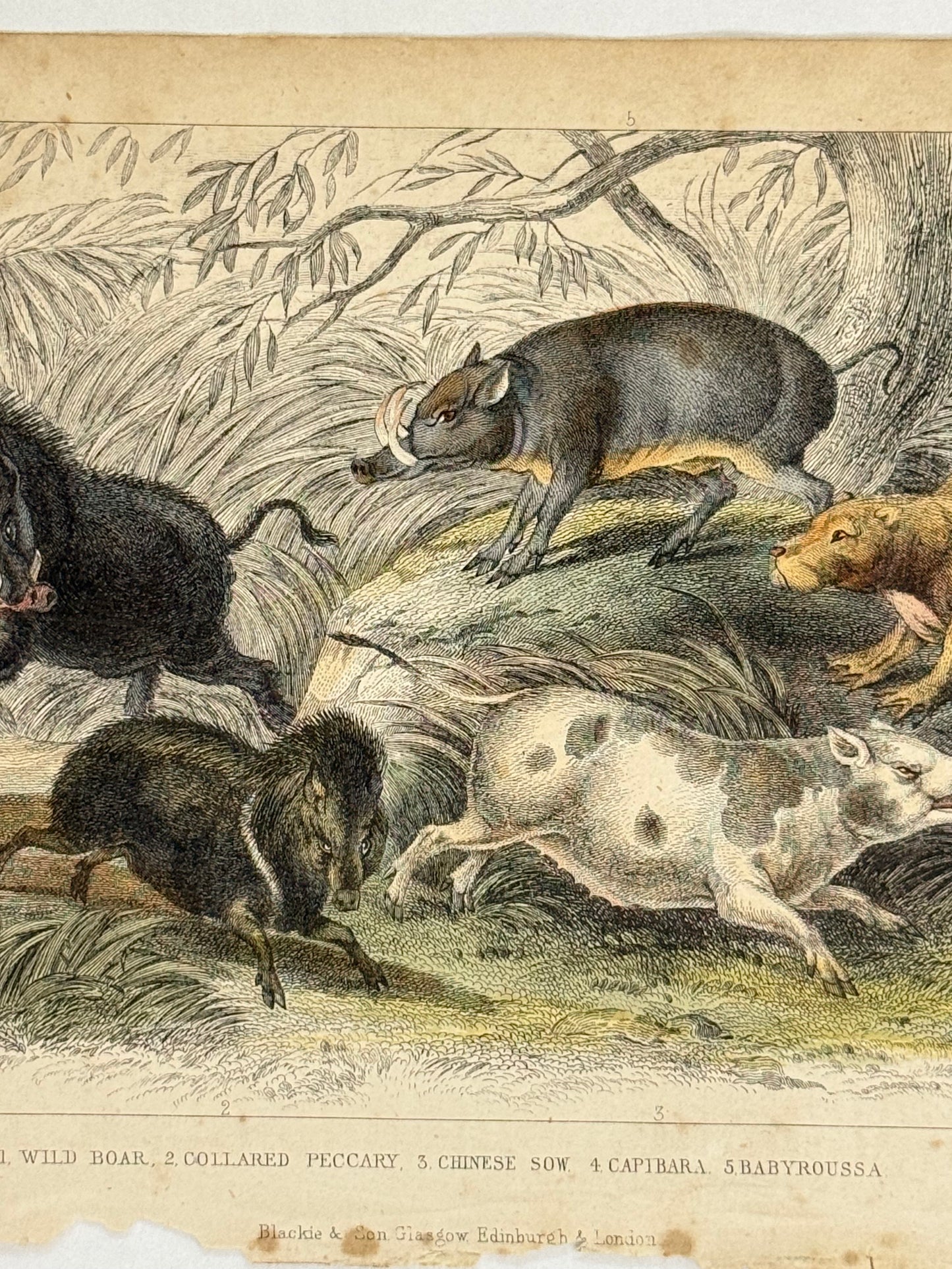 Plate 38 - Wild Boar, Peccary, Chinese Sow - Earth and Animated Nature by Oliver Goldsmith Engraving