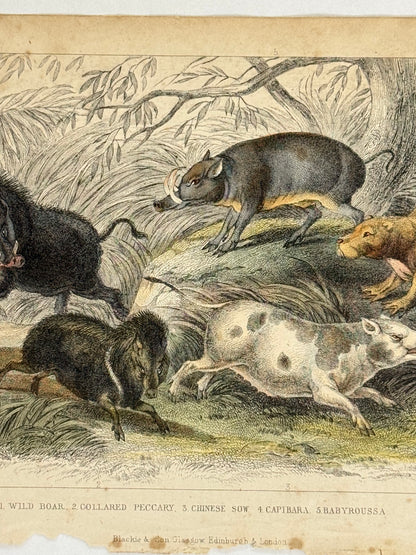 Plate 38 - Wild Boar, Peccary, Chinese Sow - Earth and Animated Nature by Oliver Goldsmith Engraving