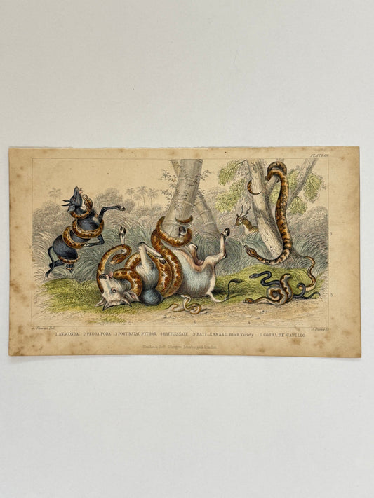 Plate 68 - Anaconda, Pedda Poda, Rattlesnake - Earth and Animated Nature by Oliver Goldsmith Engraving
