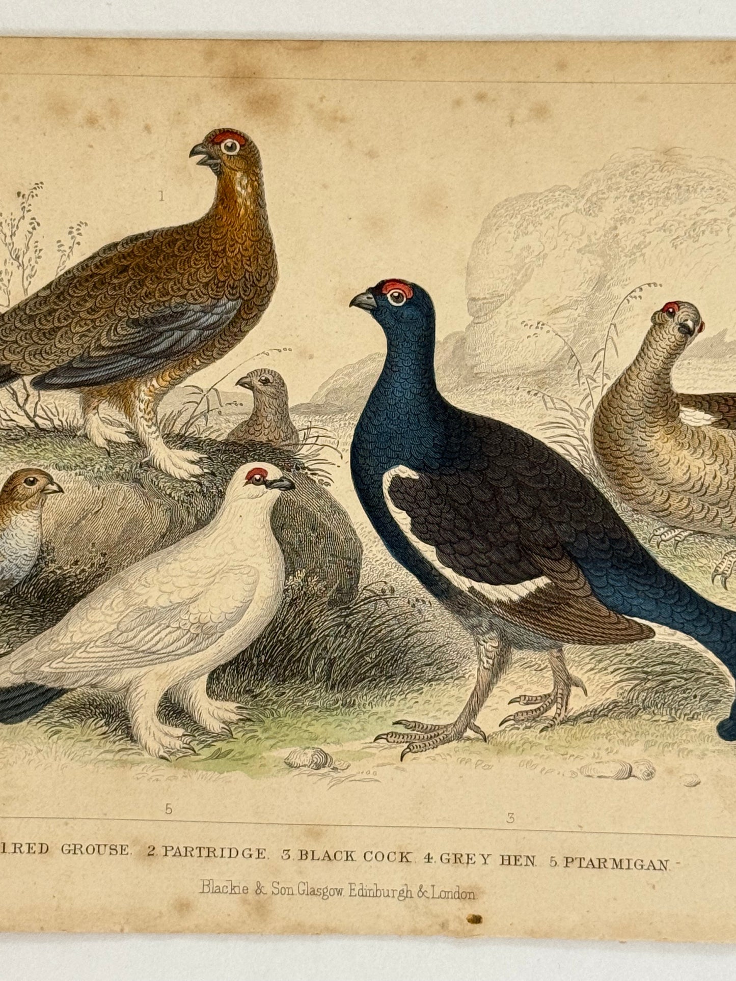Plate 56 - Grouse, Partridge, Ptarmigan - Earth and Animated Nature by Oliver Goldsmith Engraving