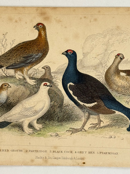 Plate 56 - Grouse, Partridge, Ptarmigan - Earth and Animated Nature by Oliver Goldsmith Engraving