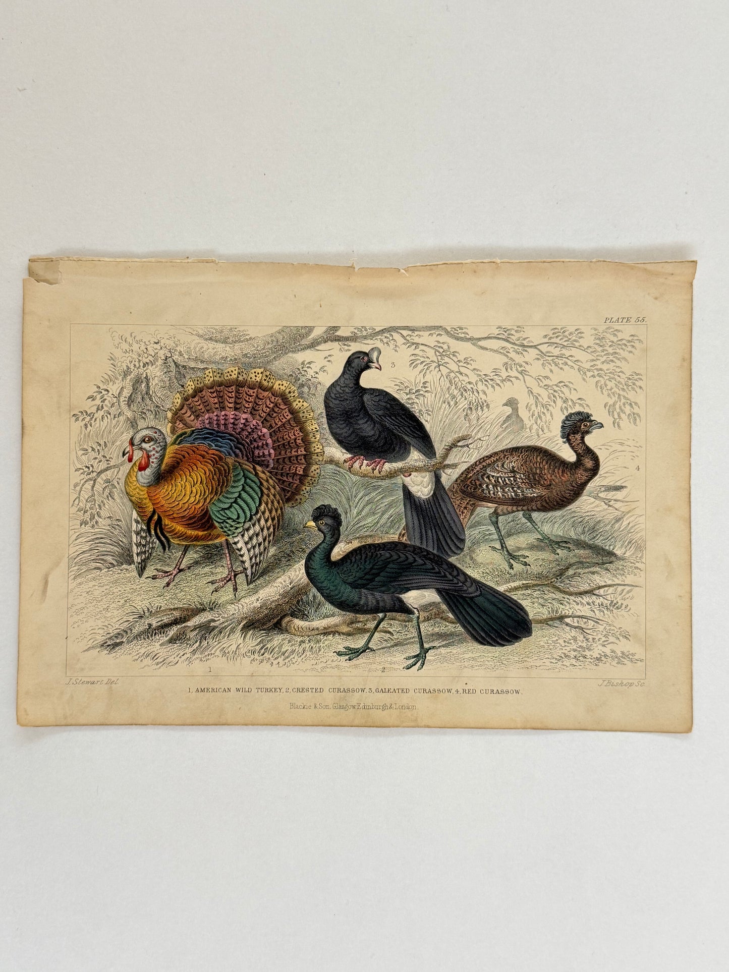 Plate 55 - Turkey and Curassow - Earth and Animated Nature by Oliver Goldsmith Engraving