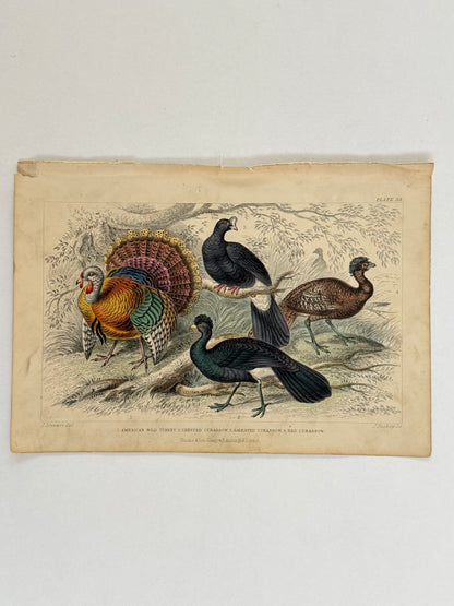 Plate 55 - Turkey and Curassow - Earth and Animated Nature by Oliver Goldsmith Engraving