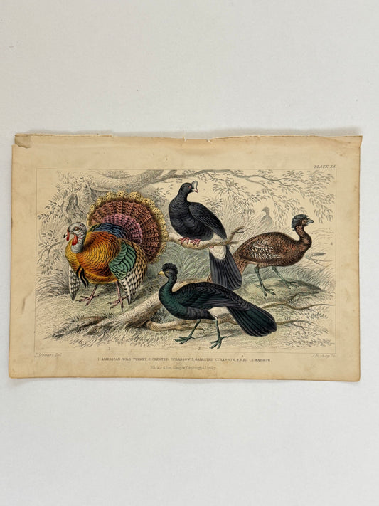 Plate 55 - Turkey and Curassow - Earth and Animated Nature by Oliver Goldsmith Engraving