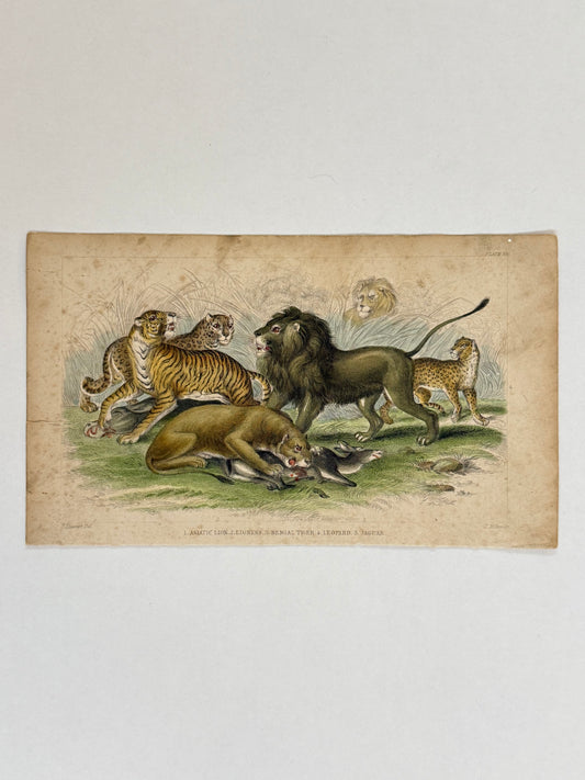 Plate 39 - Asiatic Lion, Lioness, Bengal - Earth and Animated Nature by Oliver Goldsmith Engraving