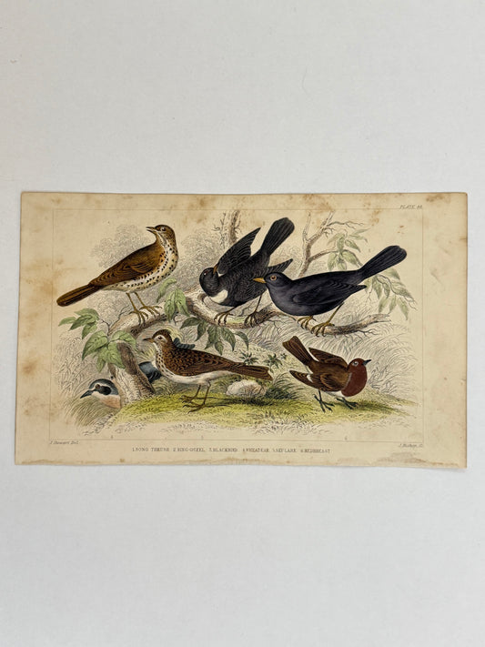Plate 58 - Song Thrush, Blackbird, Sky Lark - Earth and Animated Nature by Oliver Goldsmith Engraving
