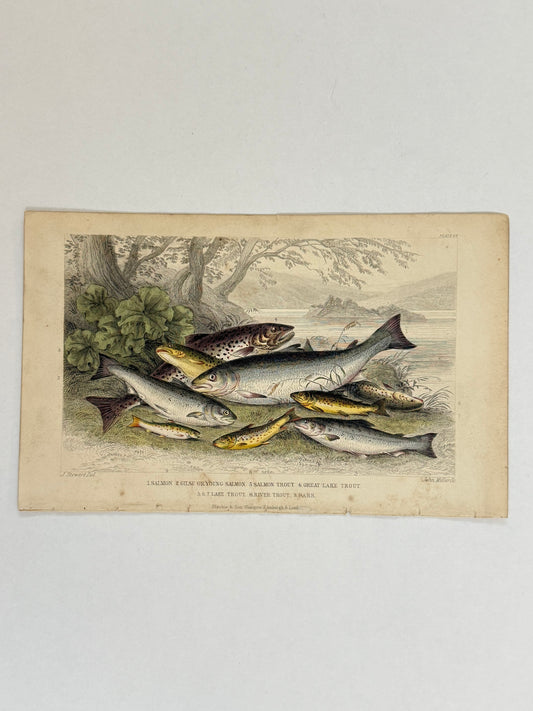 Plate 65 - Salmon, Trout, Parr - Earth and Animated Nature by Oliver Goldsmith Engraving