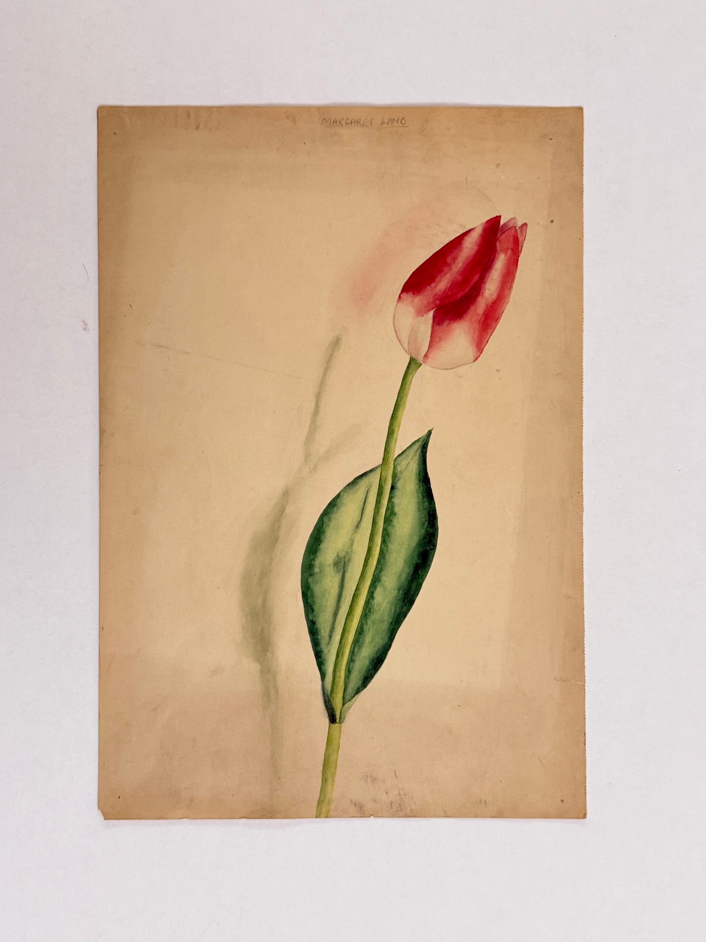 Tulip -MARGARET LAMB