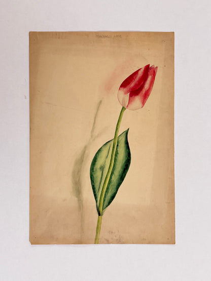 Tulip -MARGARET LAMB