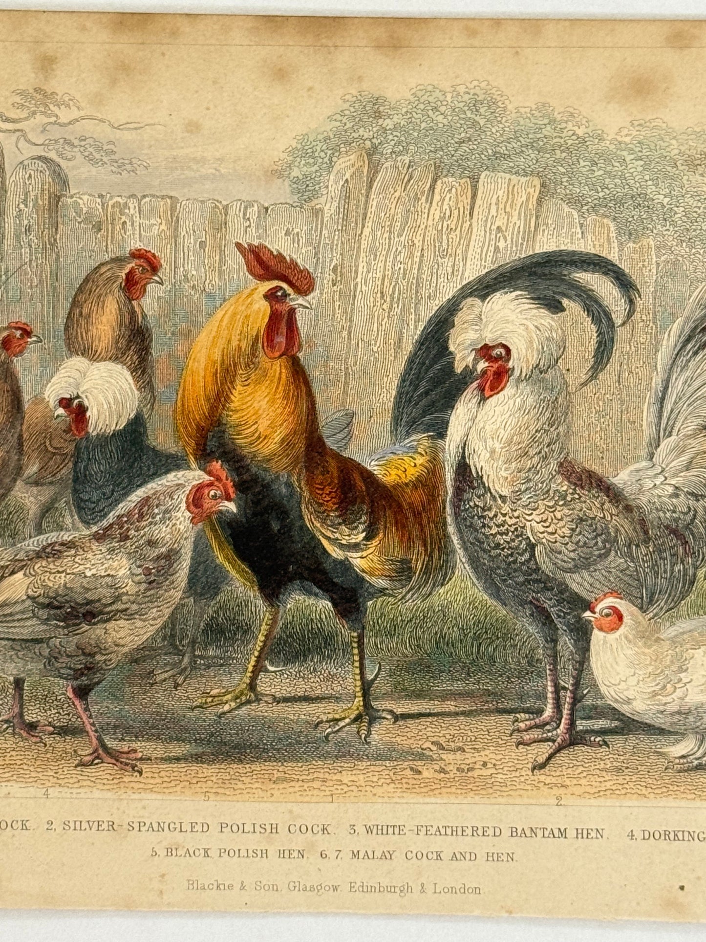 Plate 53 - Cocks and Hens - Earth and Animated Nature by Oliver Goldsmith Engraving