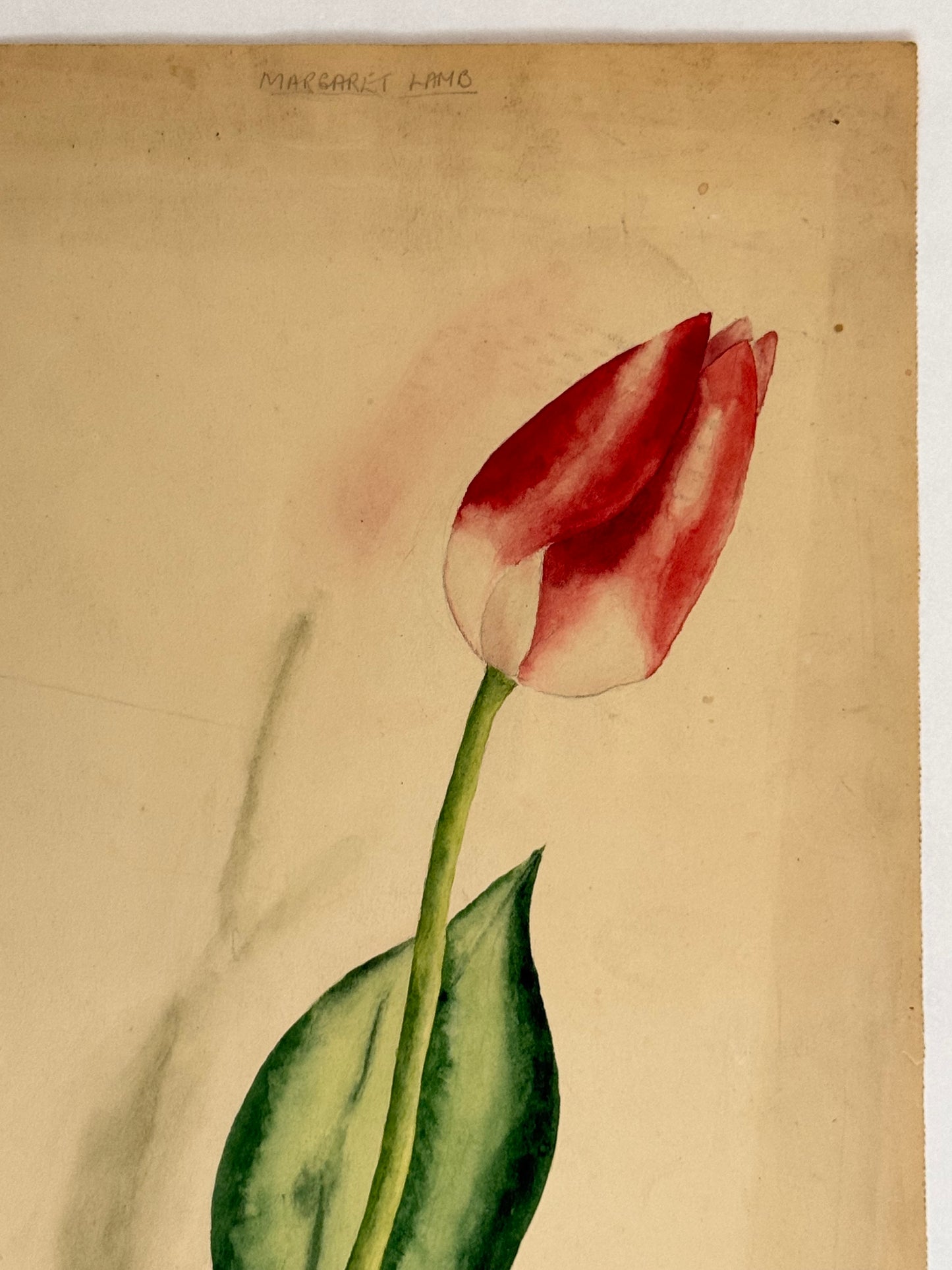 Tulip -MARGARET LAMB