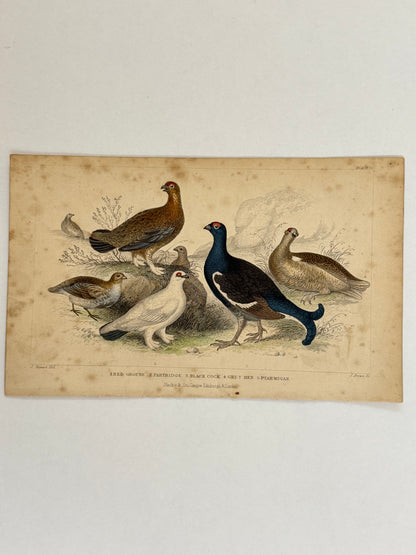 Plate 56 - Grouse, Partridge, Ptarmigan - Earth and Animated Nature by Oliver Goldsmith Engraving