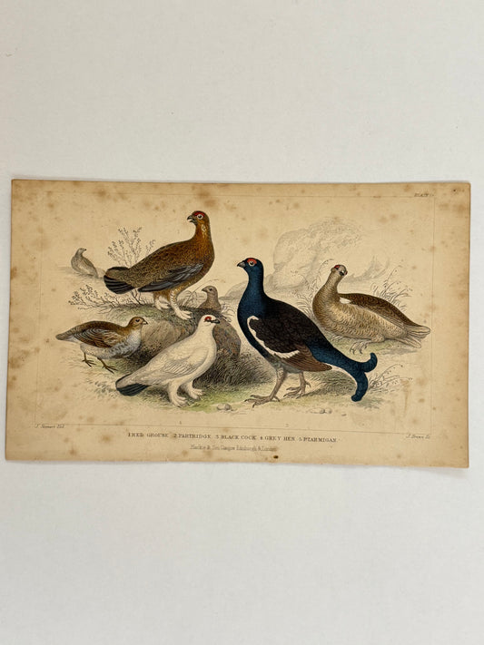 Plate 56 - Grouse, Partridge, Ptarmigan - Earth and Animated Nature by Oliver Goldsmith Engraving