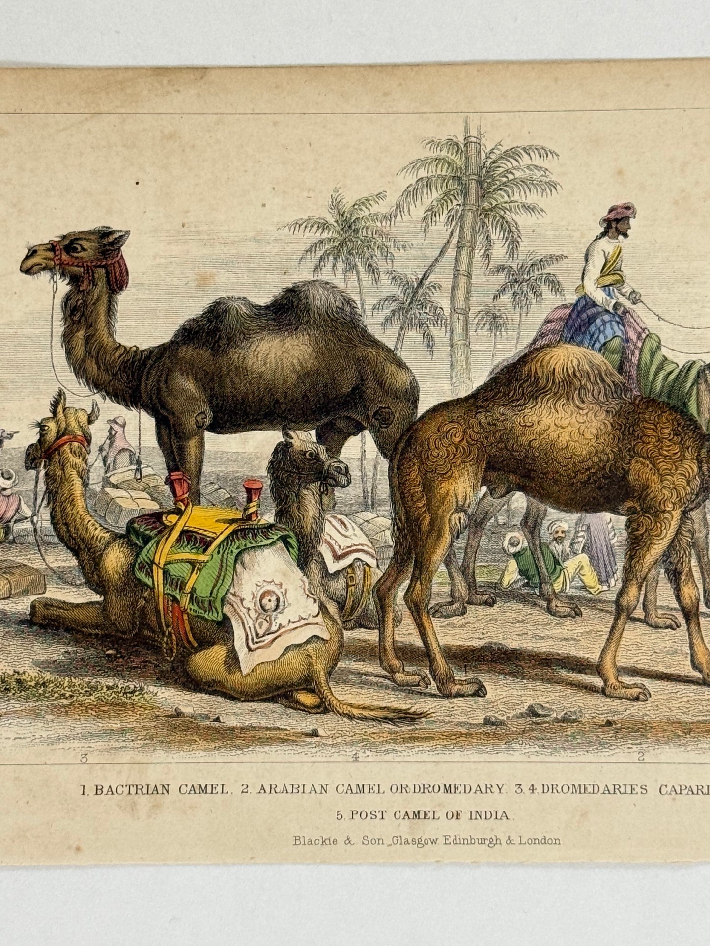 Plate 47 - Camels - Earth and Animated Nature by Oliver Goldsmith Engraving