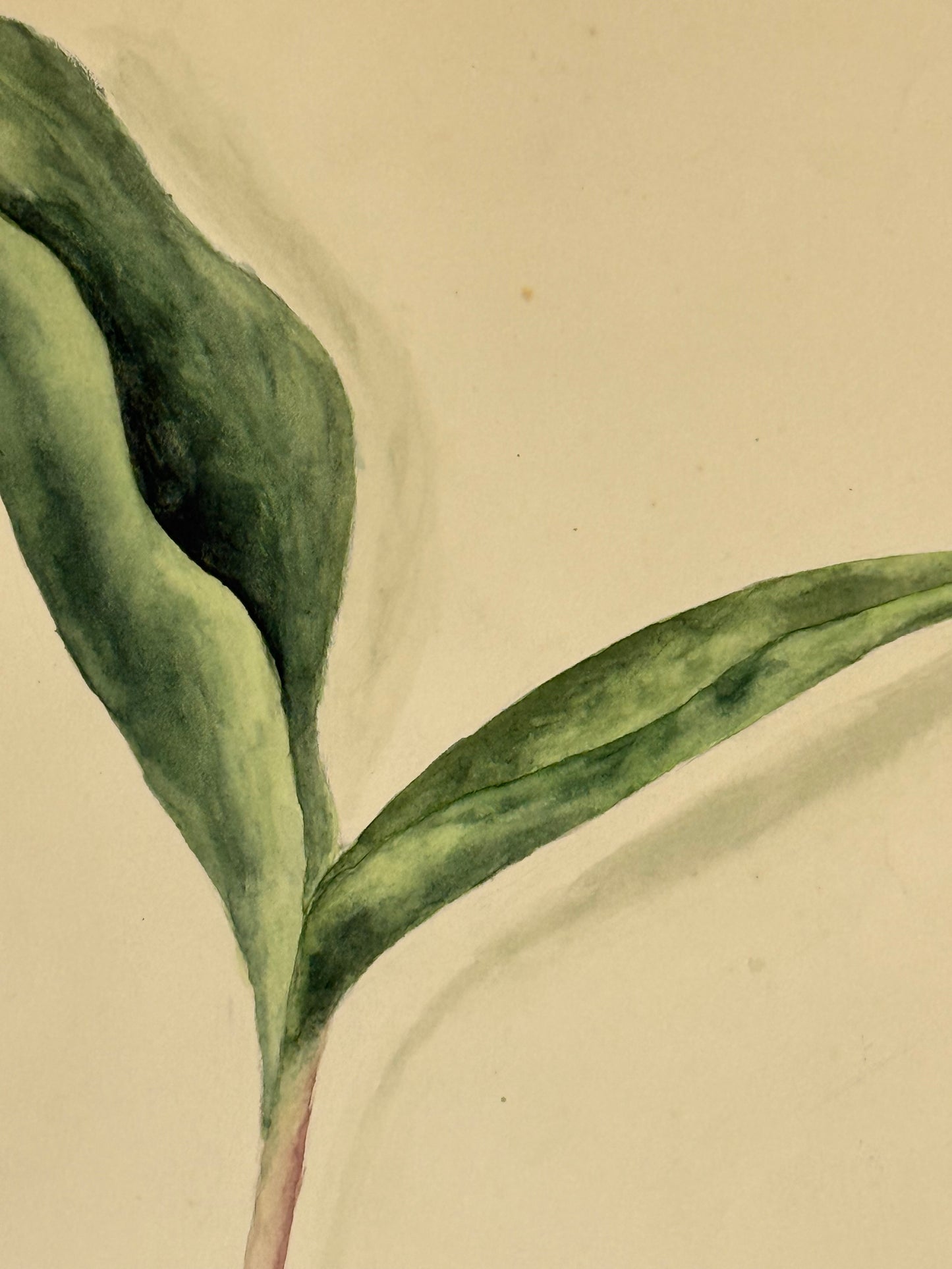 Wild Leek -MARGARET LAMB | 1929