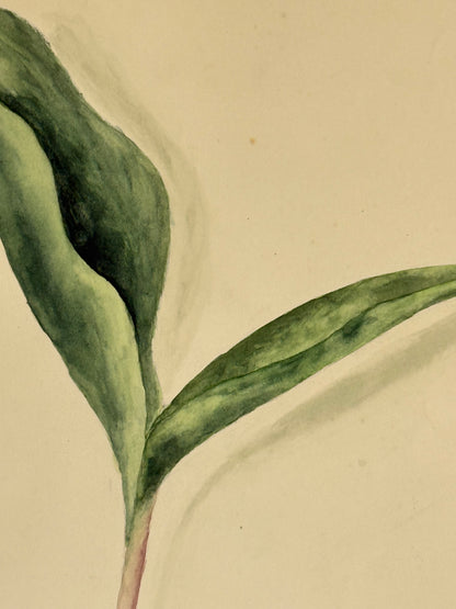 Wild Leek -MARGARET LAMB | 1929