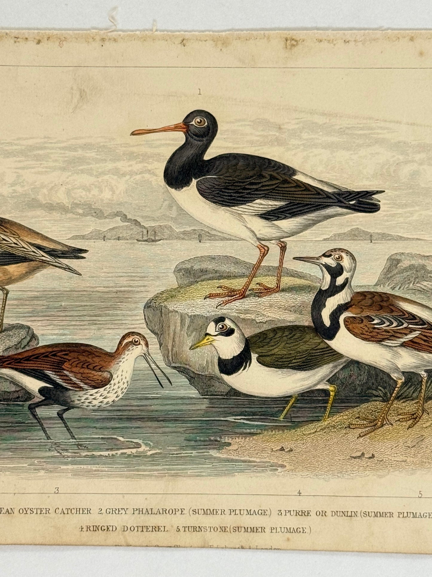 Plate 62 - Oyster Catcher, Grey Phalarope - Earth and Animated Nature by Oliver Goldsmith Engraving