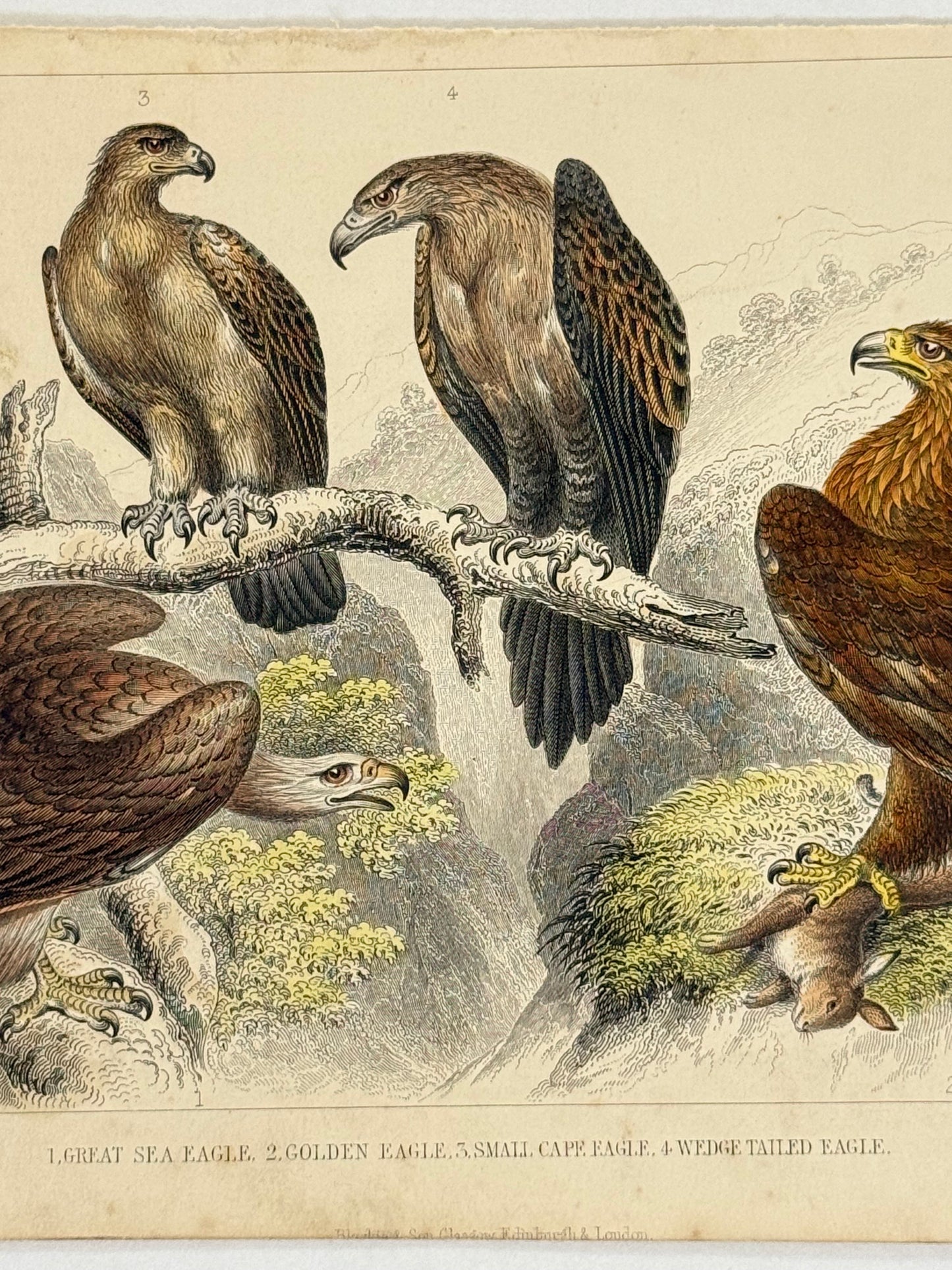 Plate 49 - Eagles - Earth and Animated Nature by Oliver Goldsmith Engraving
