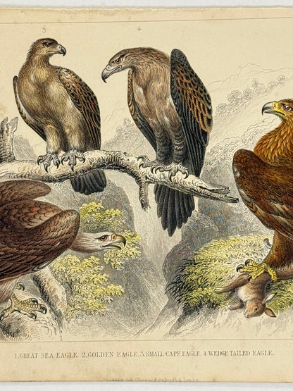 Plate 49 - Eagles - Earth and Animated Nature by Oliver Goldsmith Engraving