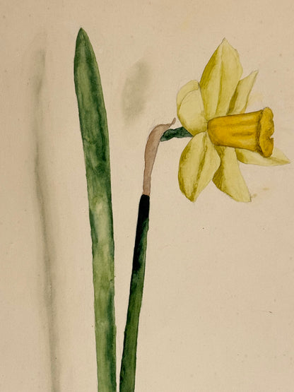 Daffodil -MARGARET LAMB | 1929