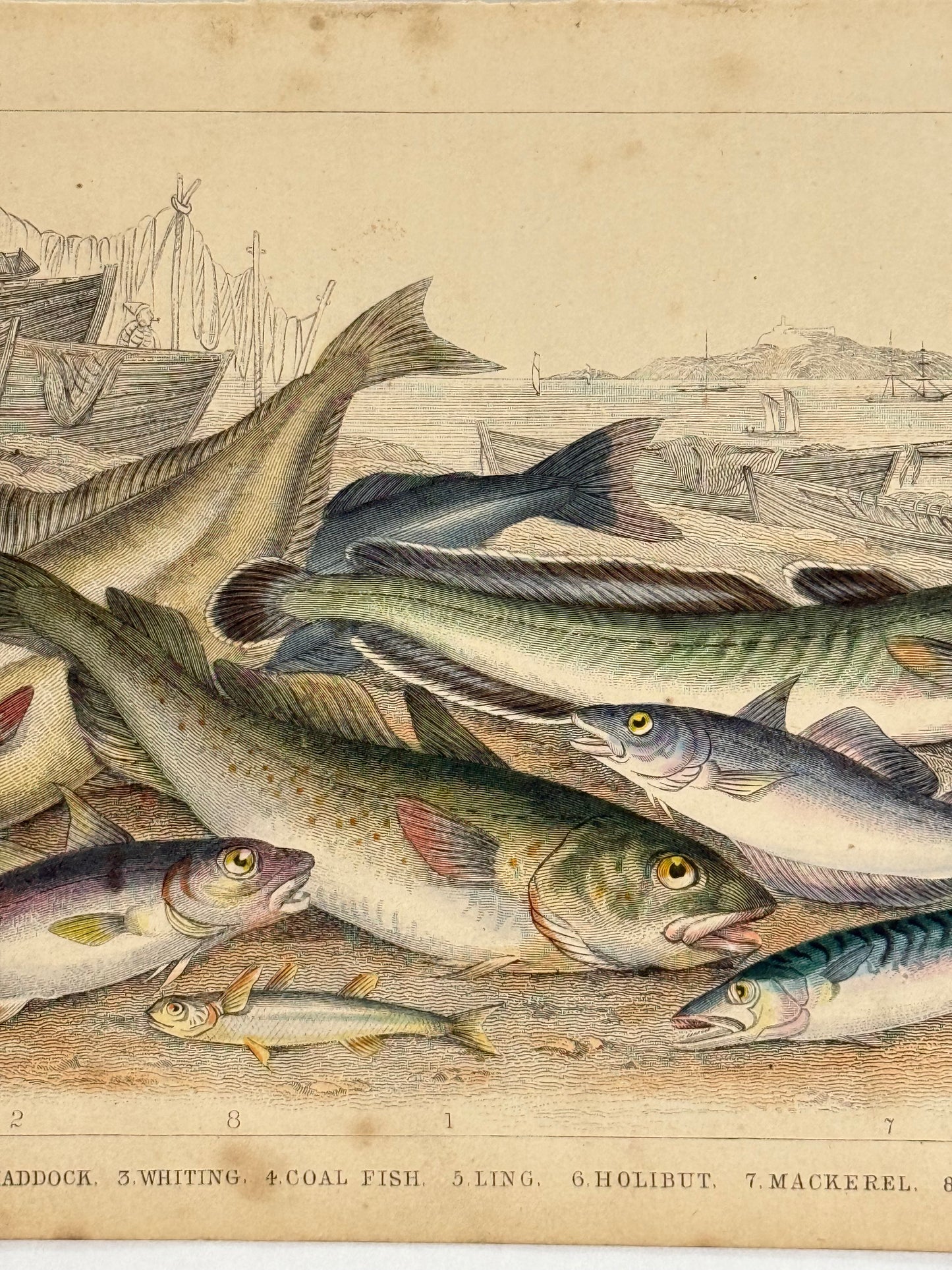 Plate 67 - Cod, Haddock, Mackerel - Earth and Animated Nature by Oliver Goldsmith Engraving