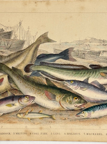 Plate 67 - Cod, Haddock, Mackerel - Earth and Animated Nature by Oliver Goldsmith Engraving