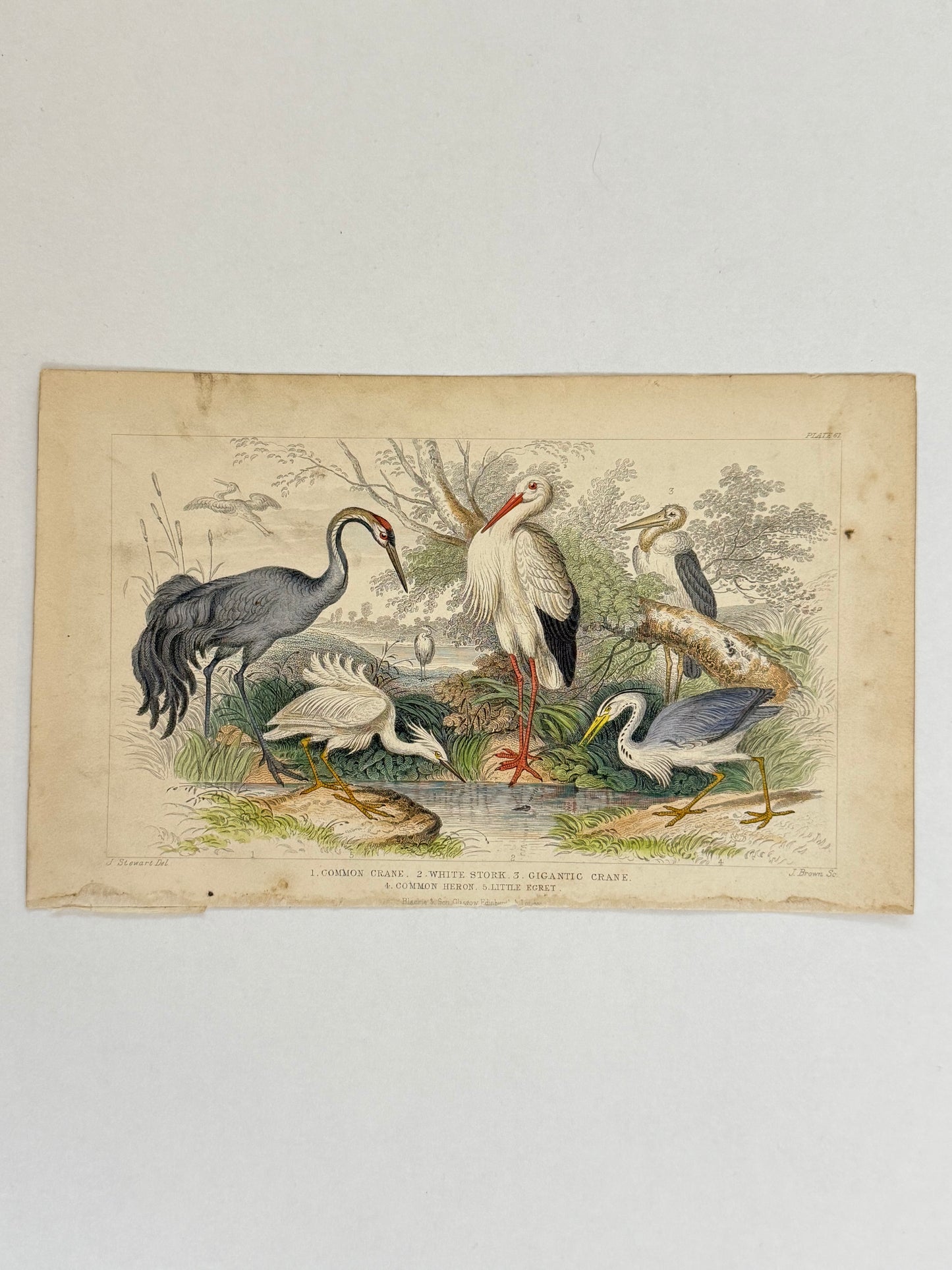 Plate 61 - Crane, Stork, Heron - Earth and Animated Nature by Oliver Goldsmith Engraving