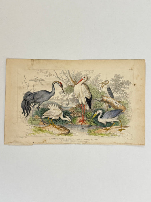 Plate 61 - Crane, Stork, Heron - Earth and Animated Nature by Oliver Goldsmith Engraving
