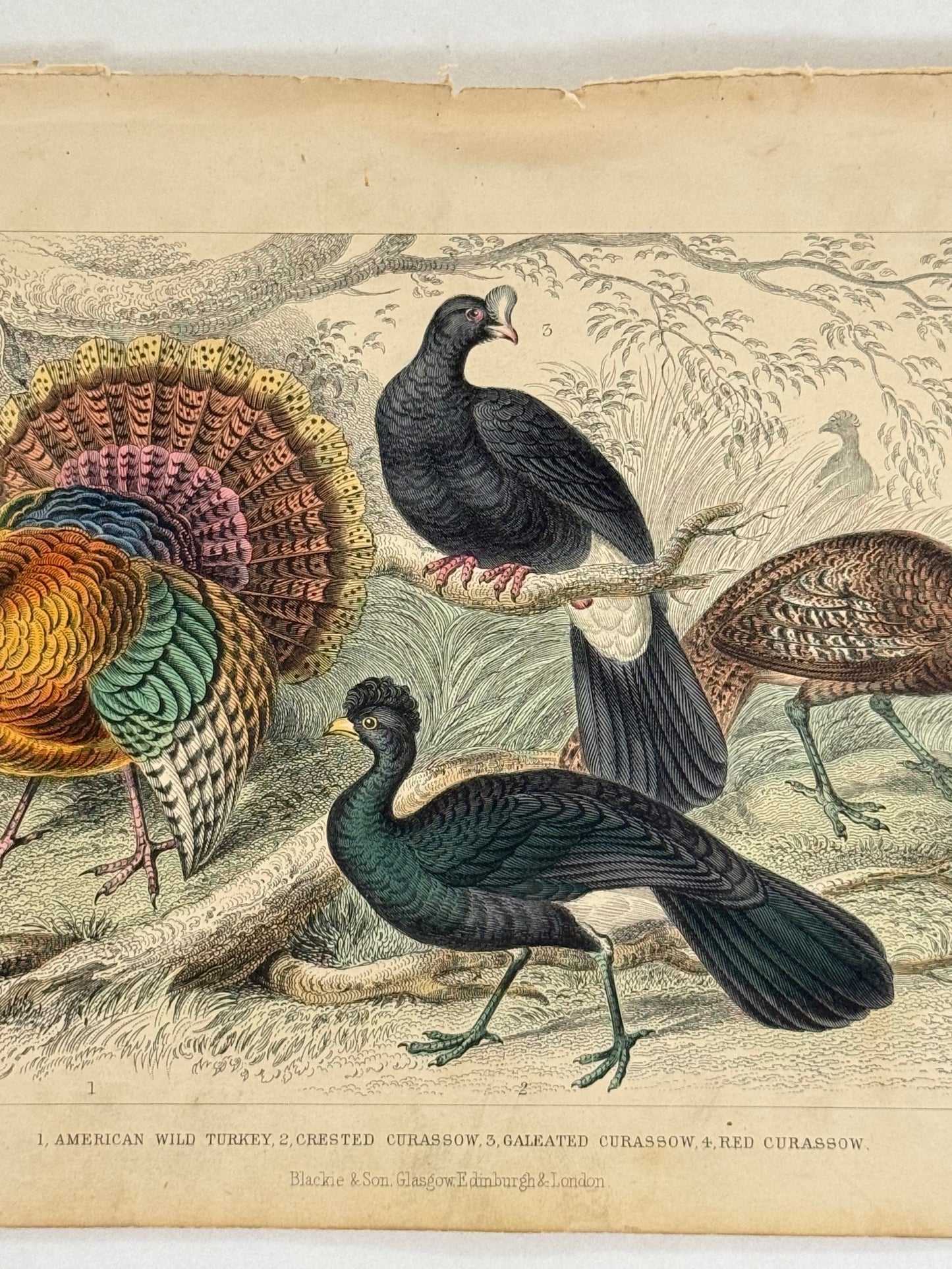 Plate 55 - Turkey and Curassow - Earth and Animated Nature by Oliver Goldsmith Engraving