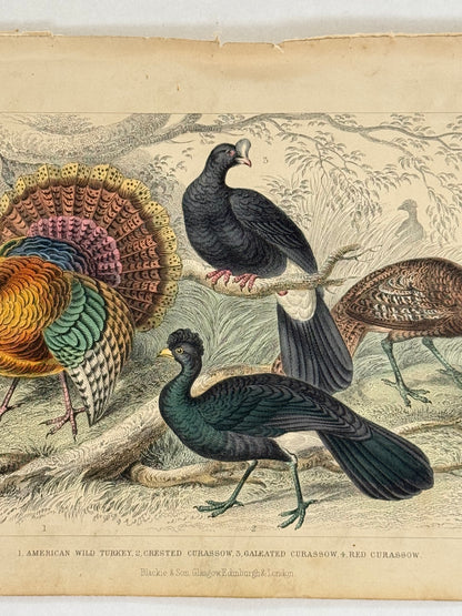 Plate 55 - Turkey and Curassow - Earth and Animated Nature by Oliver Goldsmith Engraving
